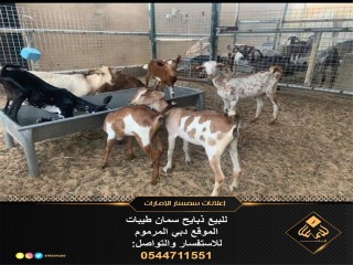 ذبايح سمان طيبات