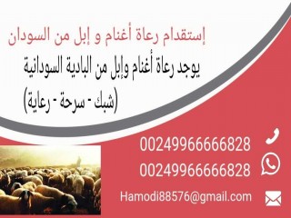 استقدام رعاة من السودان 249966666828+