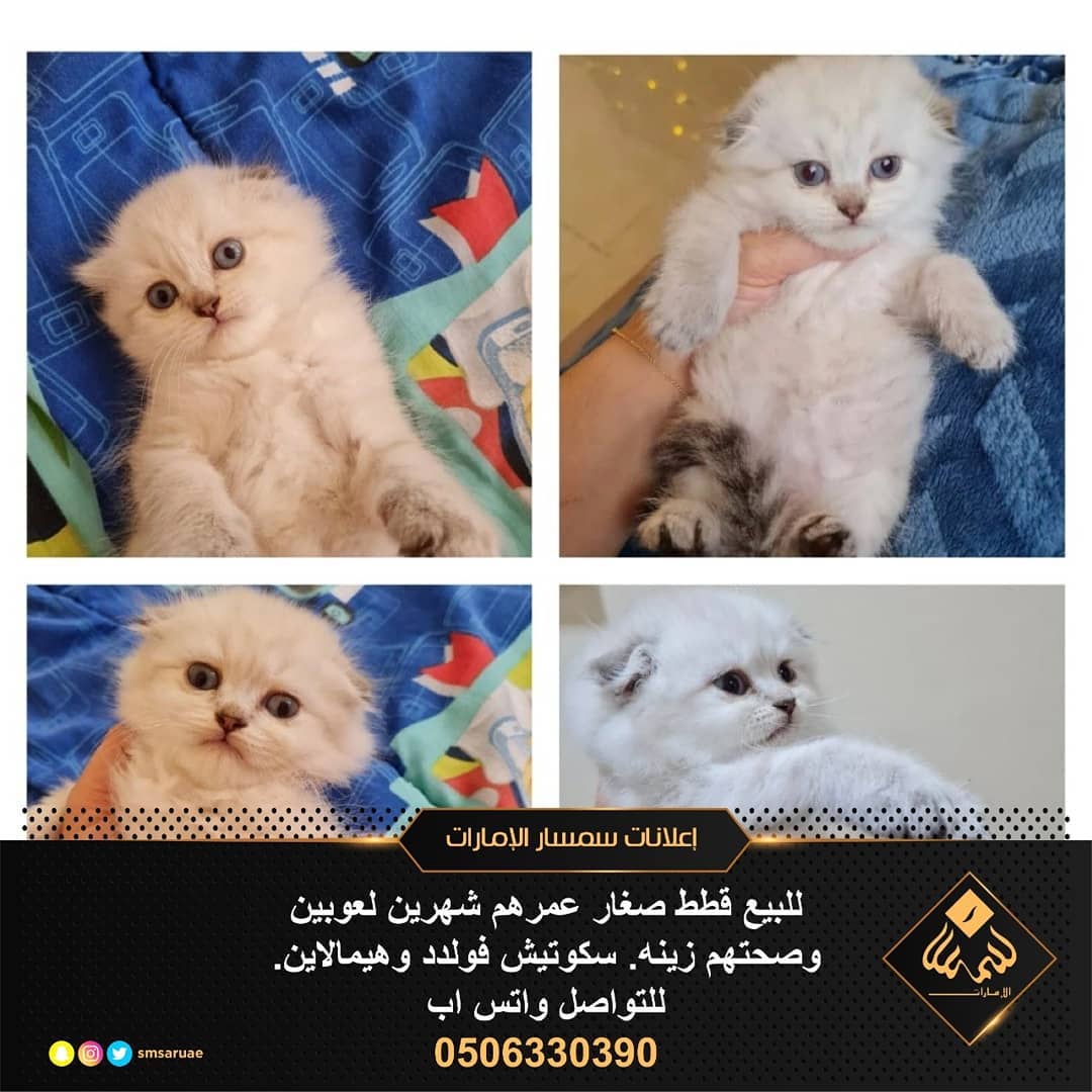 قطط صغار عمرهم شهرين 