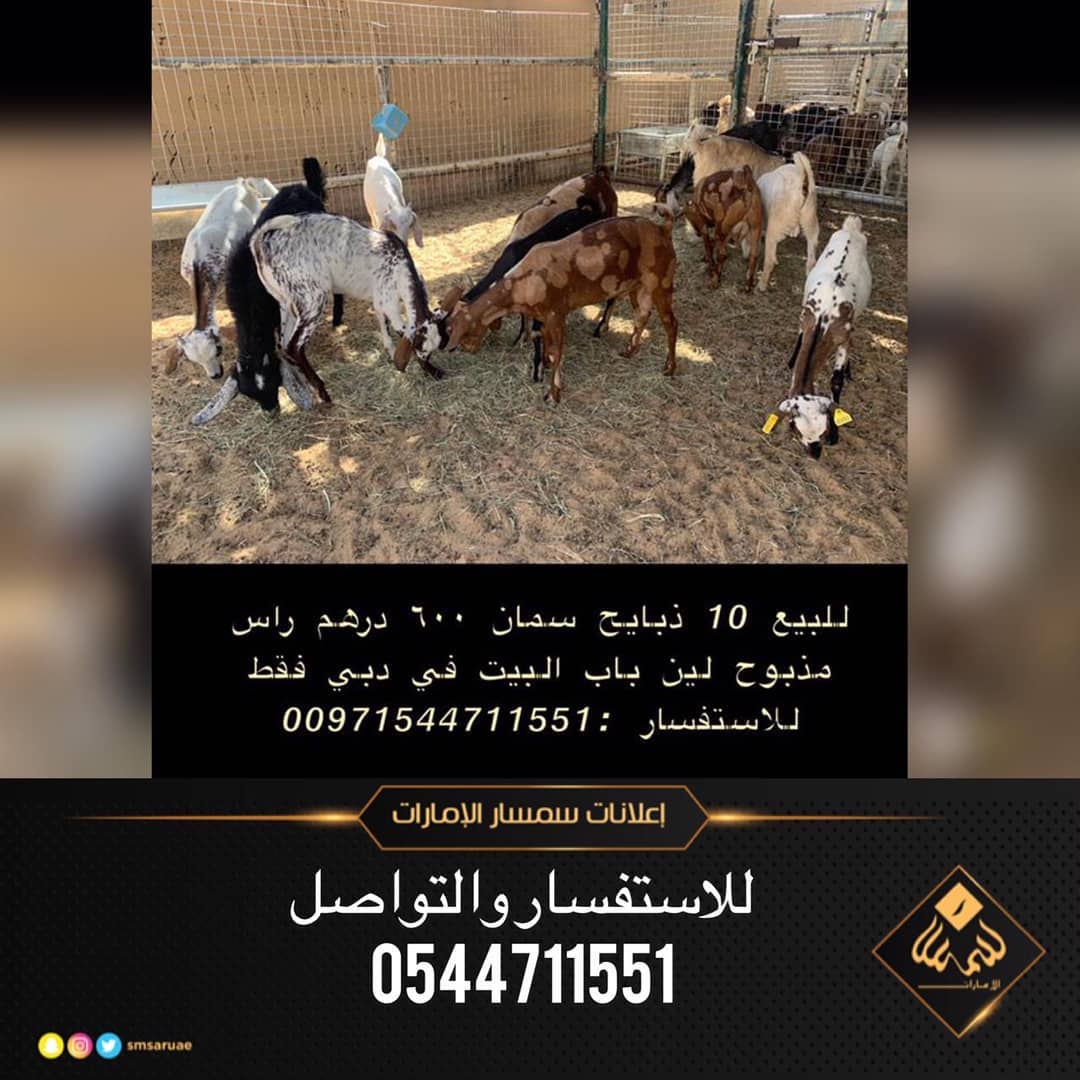 10 ذبايح سمان للبيع