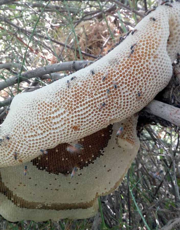 عسل حر برى