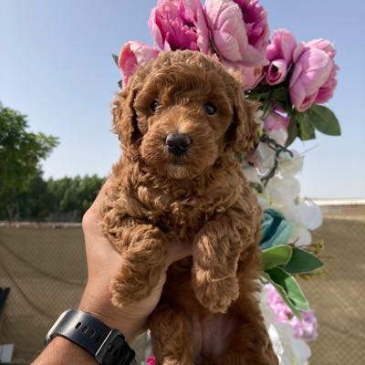 كلب بودل